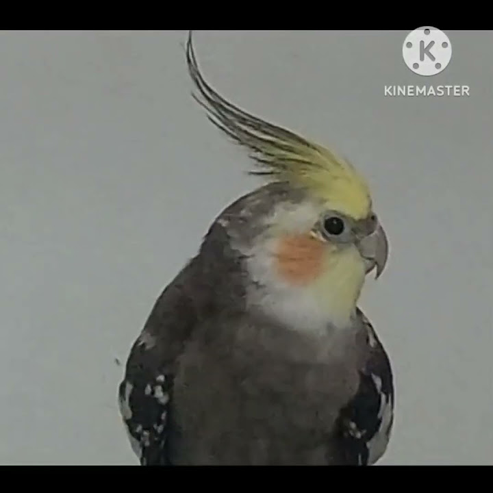 chittu-melody-in-hindi-please-subscribe-friends-birds-cocktail