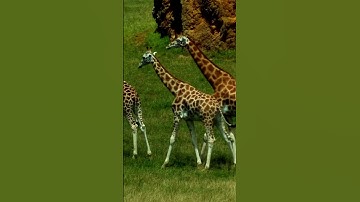Giraffe Sounds  –  Spinosha TV | #cuteanimal #shorts  #animals