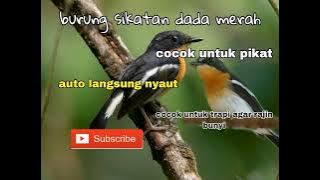 suara pikat sikatan dada merah birahi di jamin langsung nyaut dan ngumpul