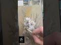 Simple #acrylic #floral 5x9 inch panel