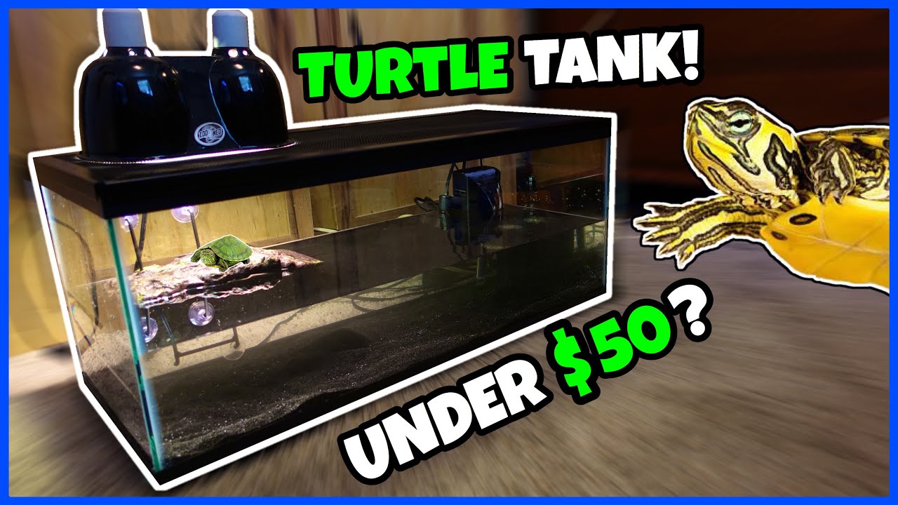 CHEAPEST WAY To Set Up A TURTLE TANK! 