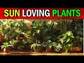 13 Houseplants That LOVE & THRIVE in Direct Sunlight!