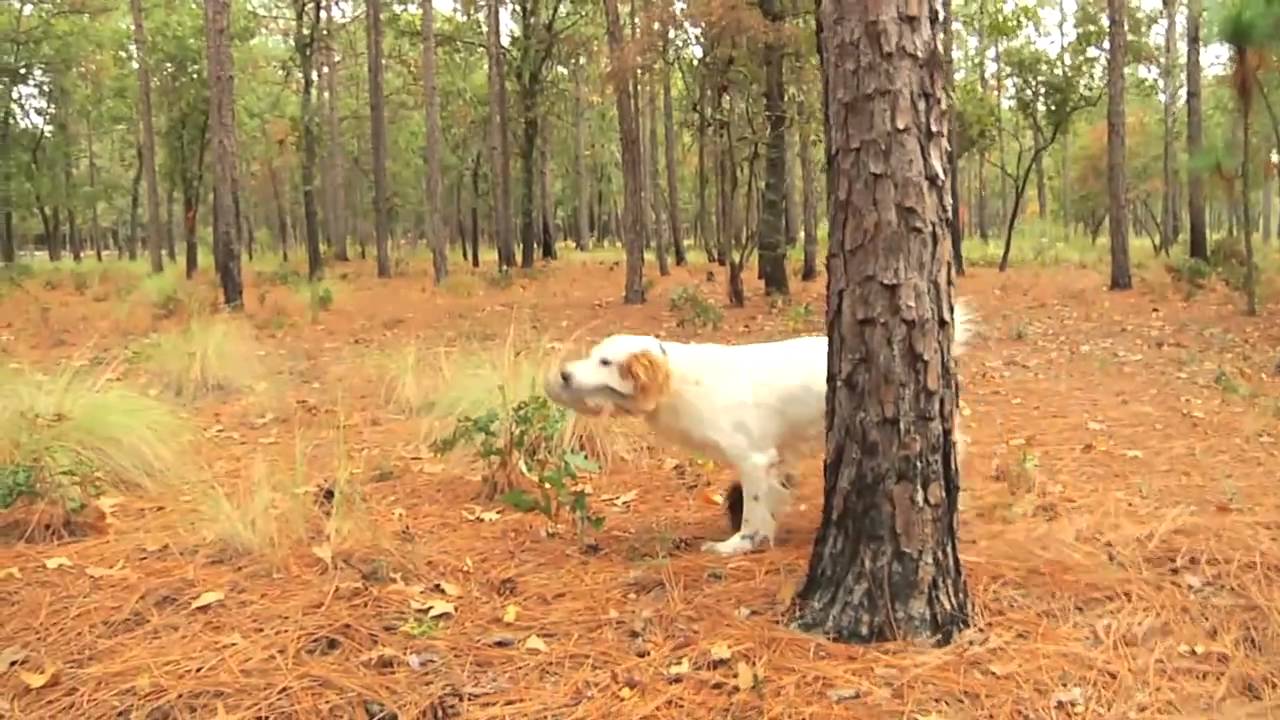 Gun Dog Broker In The Field with Mark Fulmer of Sarah Setter Kennels