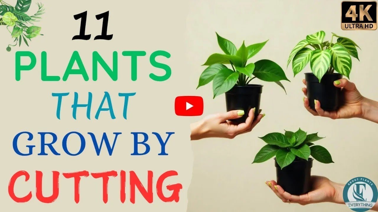 11 комнатных растений, которые можно вырастить из черенков | Простые советы по размножению | Всё ...