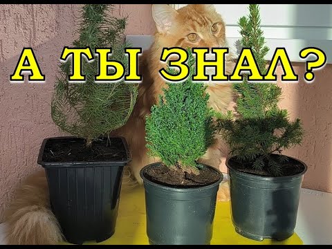 Мини-ЁЛОЧКА в горшке🪴: как сохранить ДО ВЕСНЫ и высадить в САД?🌲🌲🌲