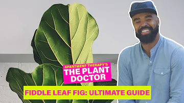 What do you fertilize fiddle leaf figs with?