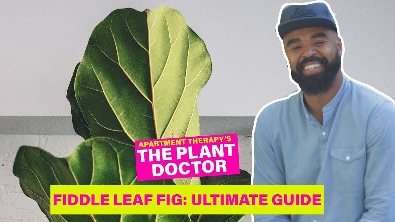 Fiddle Leaf Fig - The Ultimate Guide | The Plant Doctor | Apartment Therapy