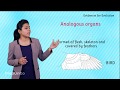 Evidence of Evolution Through Homologous and Analogous Organs and Fossils