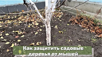 Как защитить садовые деревья от мышей