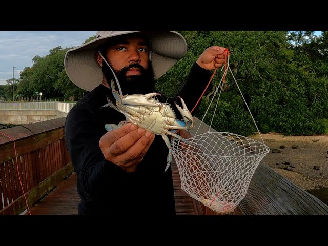 How To Catch Blue Crabs Using 2 Ring Crab Nets and Chicken