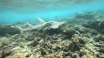 Guitarshark, Guitarfish,  Gitarrenrochen 09.10.24