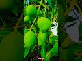 Mango Duet Mangisdaay Song Mounten Mango Duet Mangisdaay Song Mounten