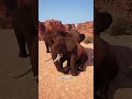 Do Elephants Really Mourn Their Dead 😢