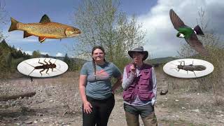 Stonefly Life Cycle