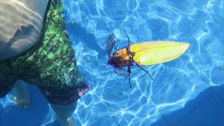 RARE BUG FOUND! | Philippines Trip Part 6