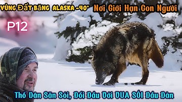 P12. Thổ  Dân Săn Sói Đối Mặt Với Vua Sói Đầu Đàn , Hai Kẻ Săn Mồi Đối Diện Nhau