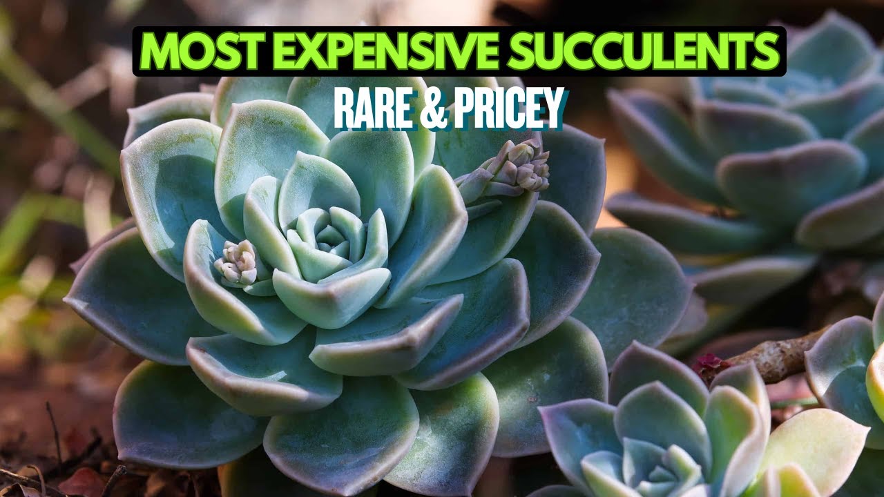 10 Most Expensive Succulents in the World (Rare & Pricey)