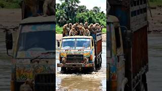 ट्रक बंदरों को ले जाता हुआ# viral short# aam khate monkey#