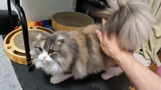 猫たちのお尻トントンしたら可愛かった