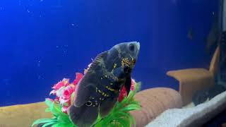 Red Devil Cichlid vs Black Oscar 😱 |