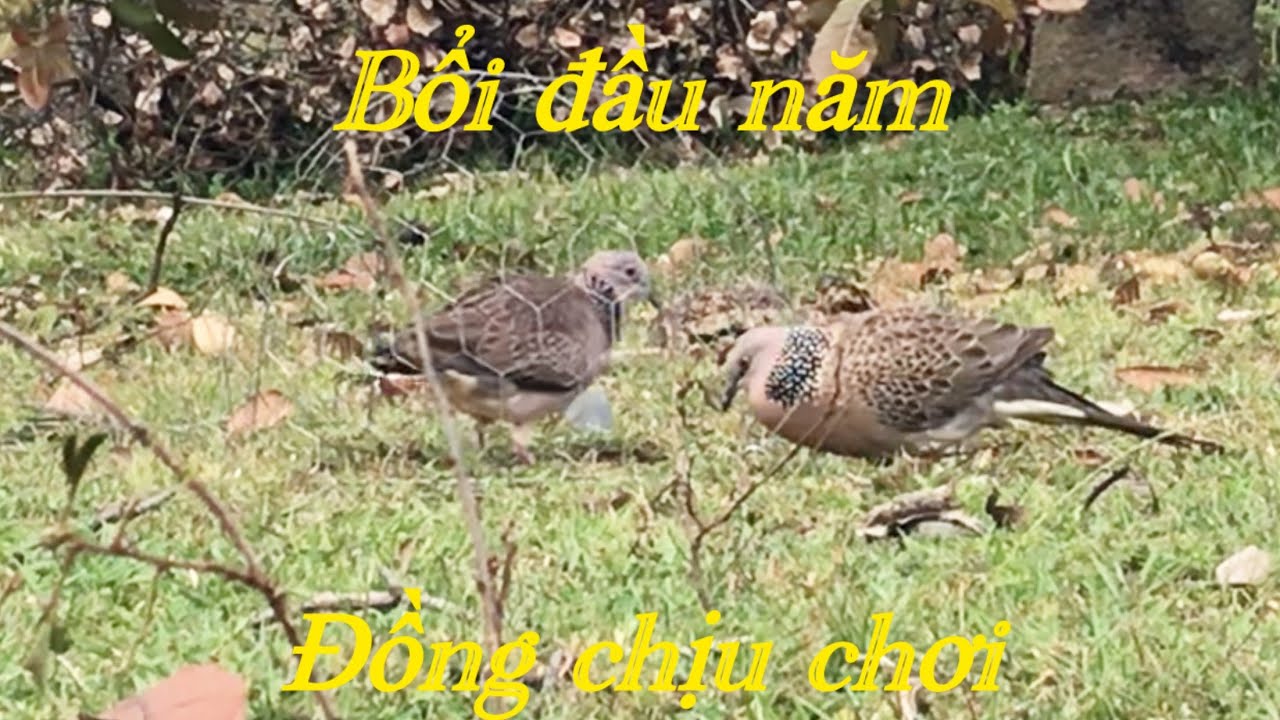 Bẫy cu gáy mồi đất, bổi đầu năm, gặp được chú bổi có bài, gù khá,#birds 