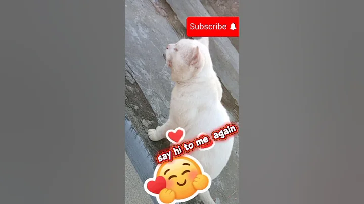 Watch the video about Cute🥰 white Russian cat Request #adorablebilli #cat #petlovers #funny #asmrpetsounds 🌟#catfamilyking