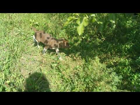 იყიდება ლეკვები