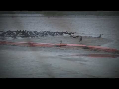 sea of thieves Message from NWF's Coastal Louisiana Program