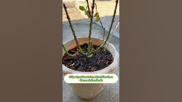 Cứu Cây Khỏi Úng, Hạn: Bí Quyết Phục Hồi Tăng Trưởng Nhanh chóng 🌱