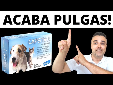 Vídeo: Usando Capstar para combater pulgas em cães: tratamento e onde comprar