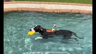 Funny Great Dane Takes Surfing Squirrel For A Swim