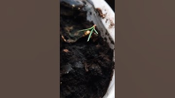 Giant sequoia seedling 14 days old #sequoia #sequoiatree #tree #seedlings