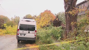 Wind knocks down tree, hits powerline