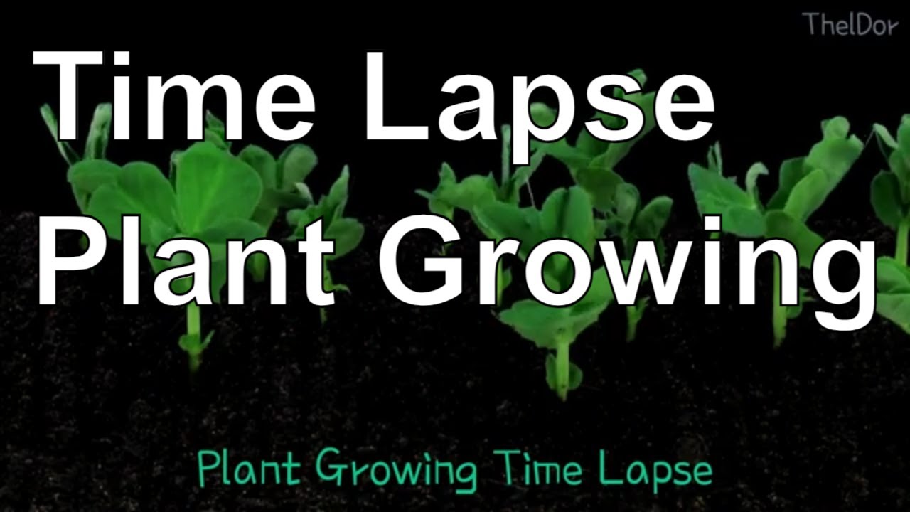 Plant Growing Time Lapse Lovely Time Lapse Compilation YouTube