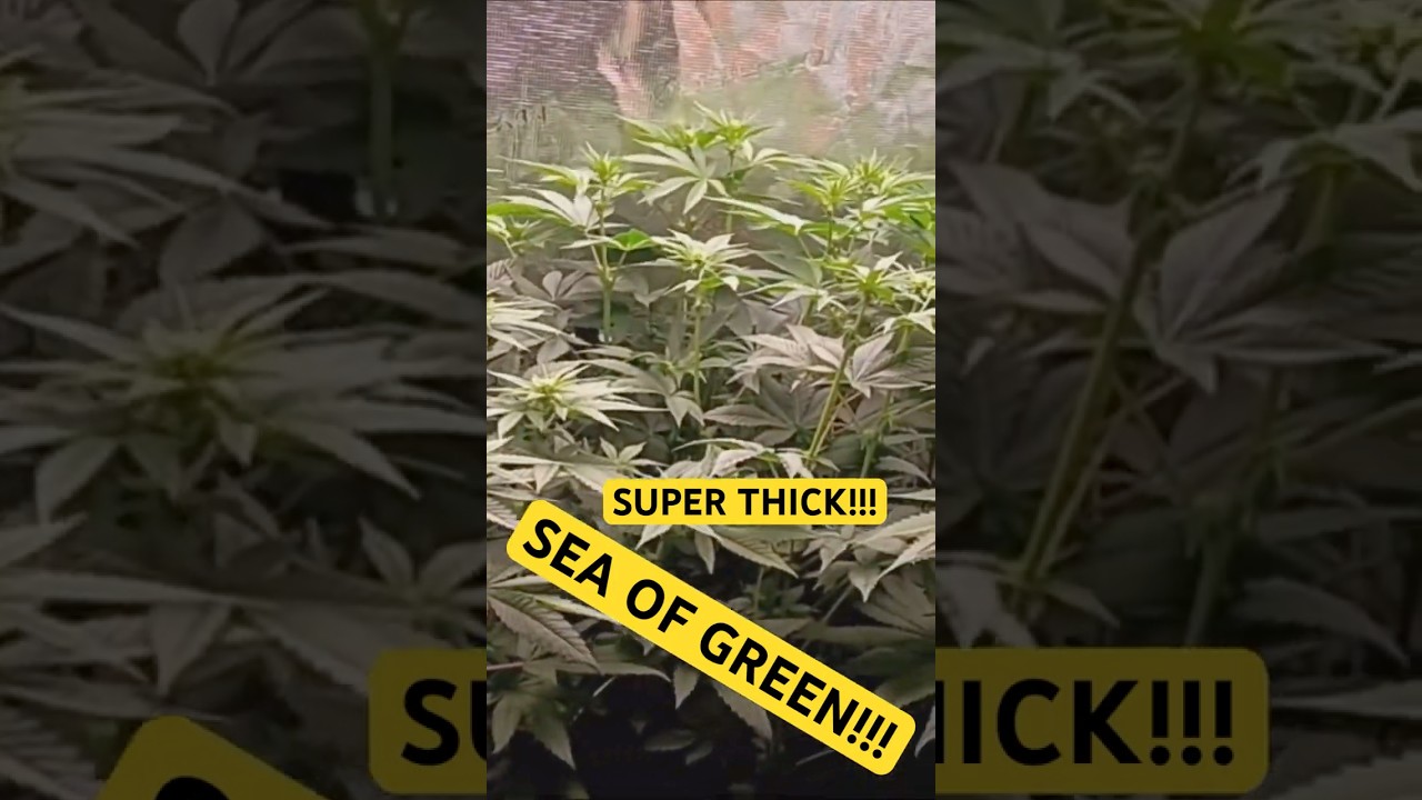 SEA OF GREEN!(SUPER THiCK!)