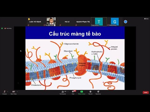 Video: Pinocytosis đề cập đến điều gì?