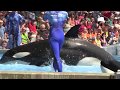 ★Beautiful Killer whale show HD 1080p . Show da baleia Orca (Bela Baleia assassina) part1 .