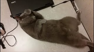 狂暴猫の甘えん坊タイム