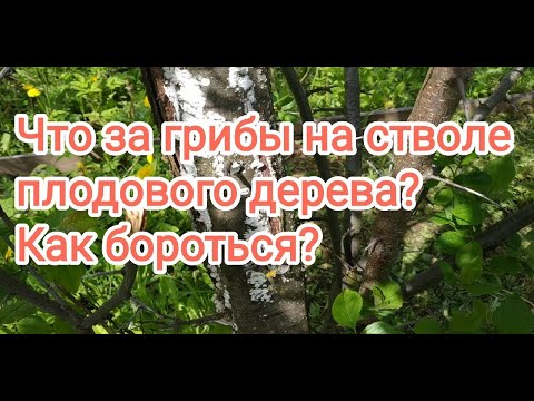 YouTube видео
