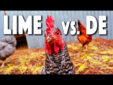 Natural Chicken Coop Disinfectant! Which Is BETTER? Lime OR Diatomaceous Earth