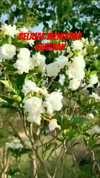 Belajar menerima keadaan #pemudahijrah #kajian