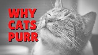 Why Do Cats Purr? | Two Crazy Cat Ladies #cat #cats #purr