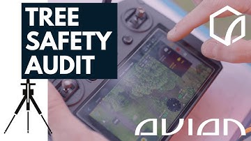 Tree Safety Audit Report using 3D Laser Scanning and Aerial Surveying Technology