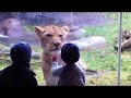 10 Most Awesome Moments at the Zoo