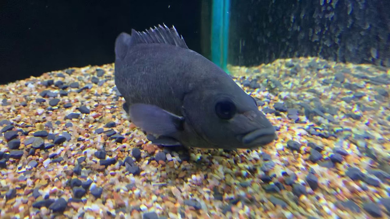 The Australian Sooty Grunter YouTube the-australian-sooty-grunter-youtube