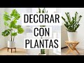 ✅ Las 10 mejores PLANTAS DE INTERIOR PARA DECORAR tu hogar 🌿 (PURIFICAN AIRE) + CUIDADO