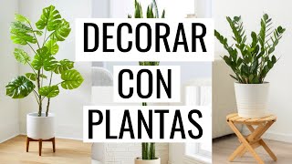 ✓ Las 10 mejores PLANTAS DE INTERIOR PARA DECORAR tu hogar ? (PURIFICAN  AIRE) + CUIDADO - YouTube