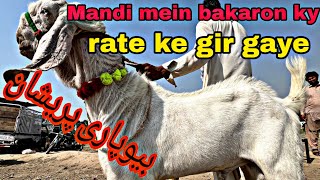 Today update BAKRA MANDI / Mandi videos / Mandra mandi update on Qurbani ky janwar/ Mani Hashmi