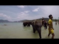 Tri Trang Beach - Swimming with Elephants Patong Phuket Thailand