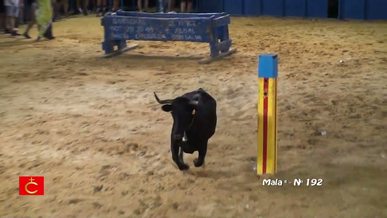 ALGINET ( V ) 15/08/2025 - BUENA NOCHE CON ALGÚN REVOLCÓN - GANADERIA HNOS. CALI